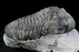 Excellent Drotops Trilobite With Great Eyes #24511-6